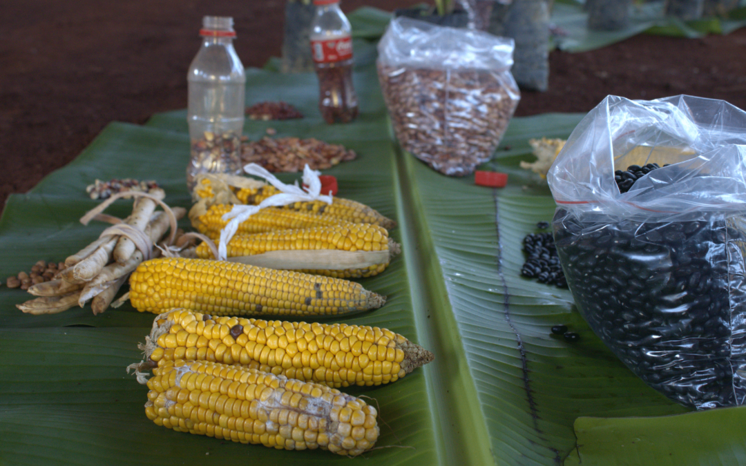 Encontro ava guarani fortalece variedades tradicionais contra a monocultura da soja